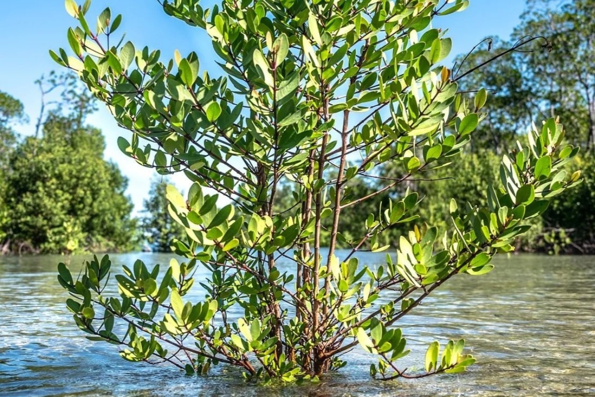 Mangrove07 (1920 x 1080 px) (1200 x 800 px)